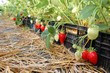 Agro-trus - borowka wysoka