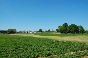 Farm - Agro-trus - Strawberry Seedlings Farm - strawberry, seedlings, fruits, strawberry plantation, strawberry fruits