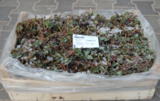 Strawberry seedlings - strawberry, seedlings, fruits, strawberry plantation, strawberry fruits