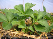 Strawberry seedlings - strawberry, seedlings, fruits, strawberry plantation, strawberry fruits