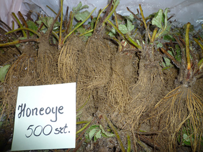 Honeoye - strawberry, seedlings, fruits, strawberry plantation, strawberry fruits