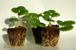 Agro-trus - Strawberry seedlings