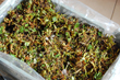 Agro-trus - Strawberry seedlings