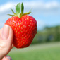 Agro-trus - strawberry, seedlings, fruits, strawberry plantation, strawberry fruits