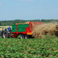 Agro-trus - strawberry, seedlings, fruits, strawberry plantation, strawberry fruits