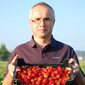 Agro-trus - strawberry, seedlings, fruits, strawberry plantation, strawberry fruits