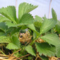 Agro-trus - strawberry, seedlings, fruits, strawberry plantation, strawberry fruits