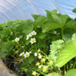 Agro-trus - strawberry, seedlings, fruits, strawberry plantation, strawberry fruits